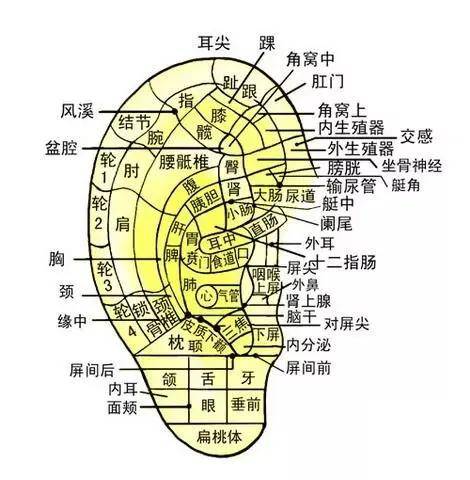 耳与脏腑经络有密切的关系,当人体脏腑与经络出现疾病时,往往会在耳廓