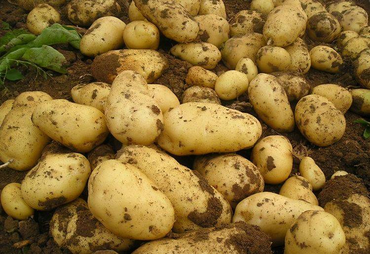 哪些食物属于高纤维的 0473b72d9d2c49828ff754ce801d6271.jpeg