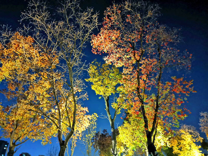 深秋夜晚的银杏,呈现出别样的金黄美
