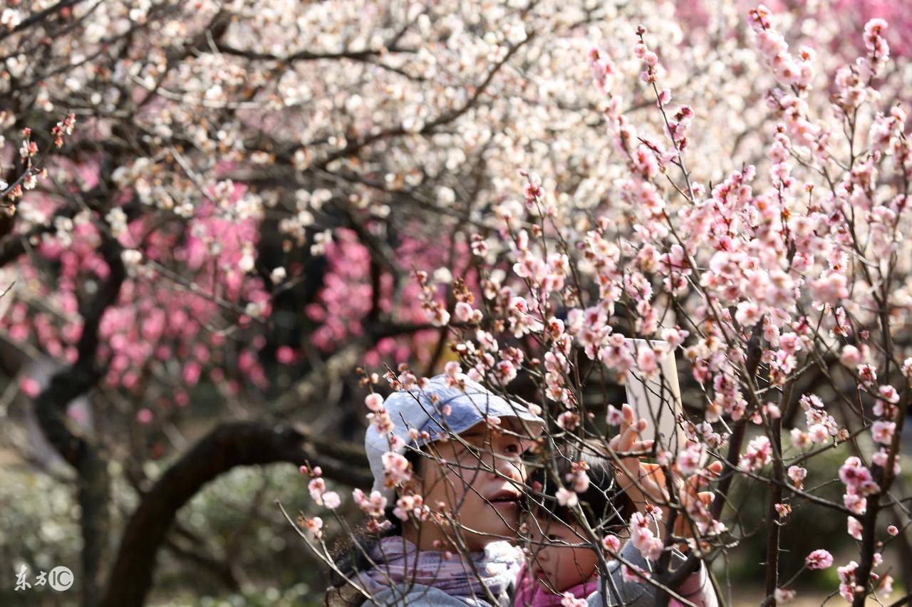 2020年十二生肖运势_生肖运势12月11日十二生肖运势解析(2)