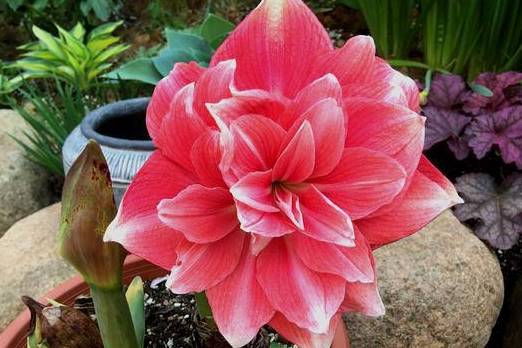 盆栽花卉推荐朱顶红 09864a89785846cd88e902593da5cd42.jpeg