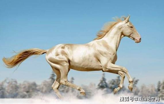 马的贵人是马吗 10737935582f4b8dbabadfd164d920fa.jpeg