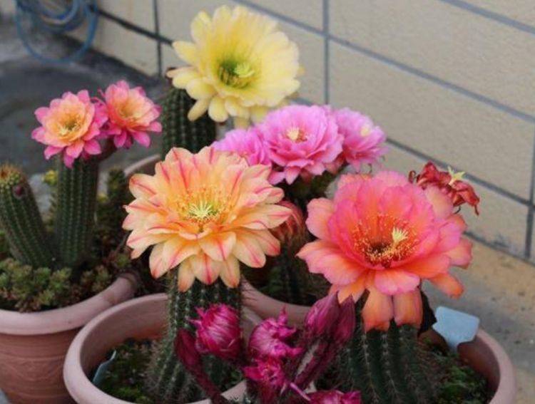 什么时候种花比较好 4be1aa8cdbb546409147e43f858dca58.jpeg