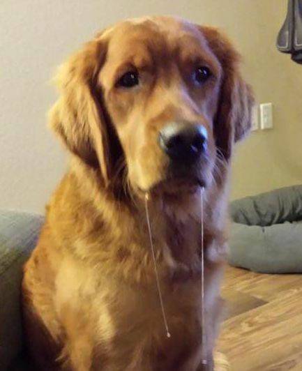 狗为啥怕鞭炮 f7993327f1b74be89b249a757df618d7.jpeg