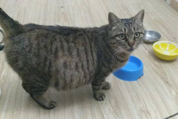 猫咪怀孕也会孕吐,可以通过下面这些方面来判断是否怀孕