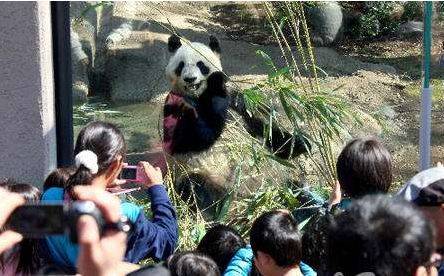为什么大熊猫要借给美国 6253a8fa1195445395da17eb63adba05.jpeg