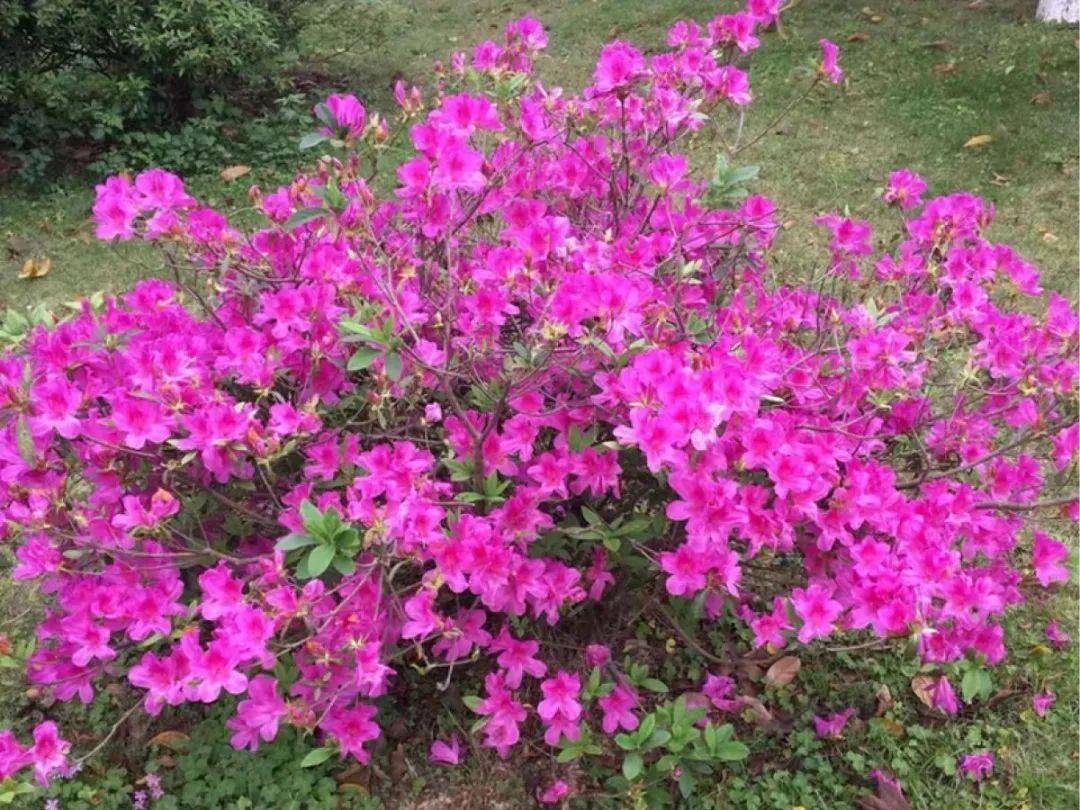 市花:桂花,石榴安徽省井冈山市市花:杜鹃(同吉安市,萍乡市)九江市市花