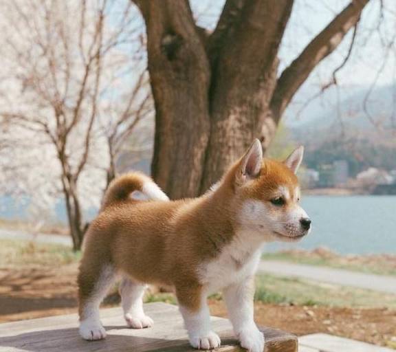 原创柴犬赏樱图超治愈短腿呆样一次看够