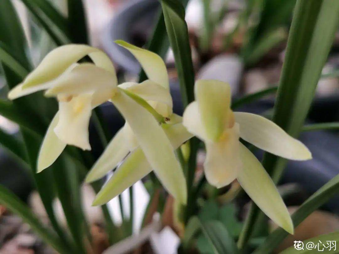 广东适合种什么兰花 7552bc41a036460a859baf8e39cfd9dc.jpeg