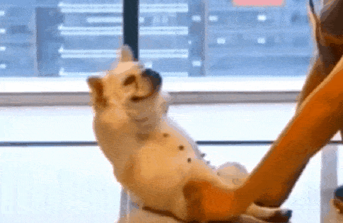 搞笑gif段子:妹子:停下停下,你想让老娘光腚上班吗?