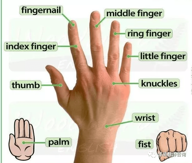 学了很久的英语 想必很多人也还是不清楚 五个手指用英语分别怎么说