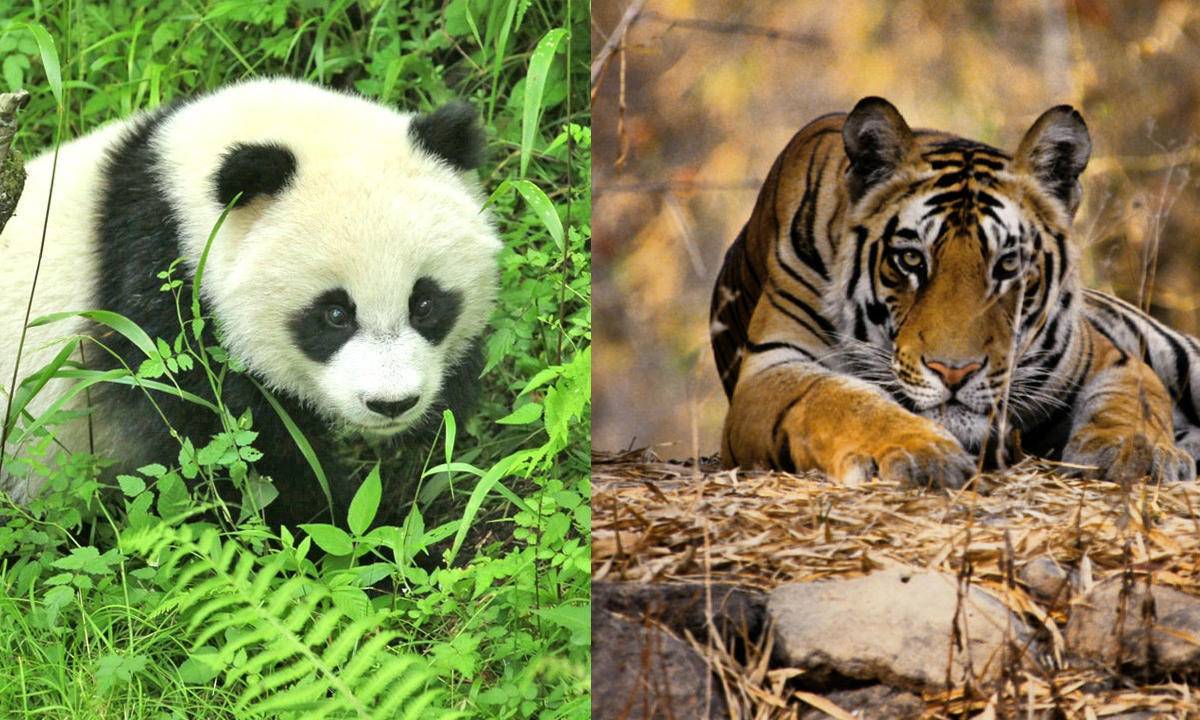 
“食铁兽”大熊猫和华南虎谁更厉害 野外相遇后华南虎会吃它吗？|安博体育官网app(图1)
