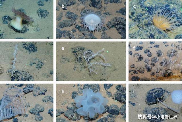 什么沉李成语_鱼缸沉木绑什么草好(2)
