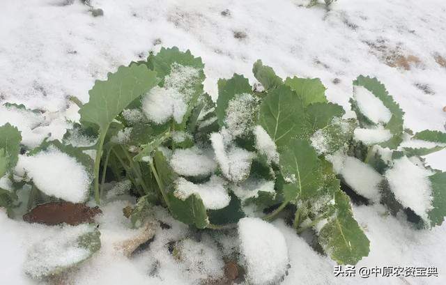 “大雪不冻，惊蛰不开”，什么意思？北方和南方都有哪些农事要做