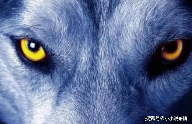 梦境深渊，解析梦见老虎要吃我的深层含义与心理启示