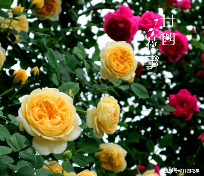 9cb6704a4ce4447184c68f1db33f1457.png