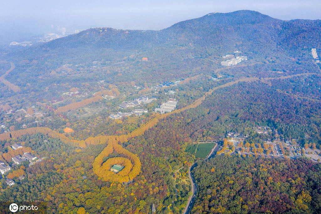 南京美龄宫梧桐项链美景宜人扮靓钟山冬景