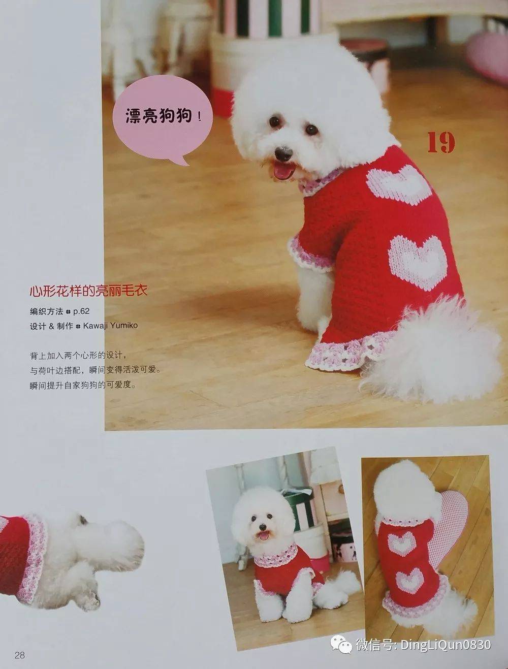 怎么挑选小狗图解大全 f26fbd01b33b40ab896f01cd40c90fa7.jpeg