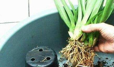 龟背竹怎么换盆换土视频 88b780dda6744a768f312020742ac5ea.jpeg