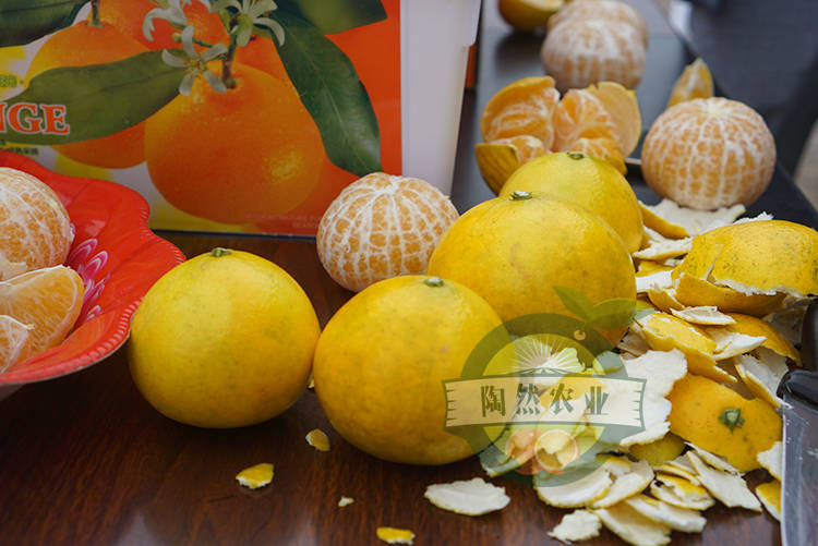阳光1号桔柚有什么来头?种植户往这里看