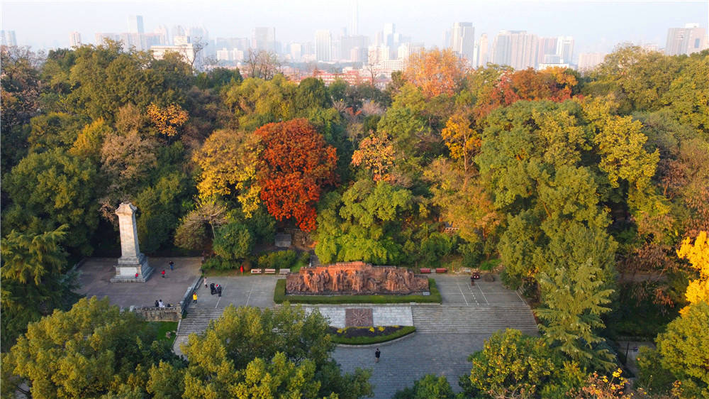 12月初冬,武汉银杏进入满城尽带黄金甲时期,在武昌蛇山首义公园就有一