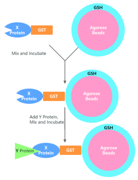 其基本原理是将靶蛋白-gst融合蛋白亲和固化在谷胱甘肽亲和树脂上