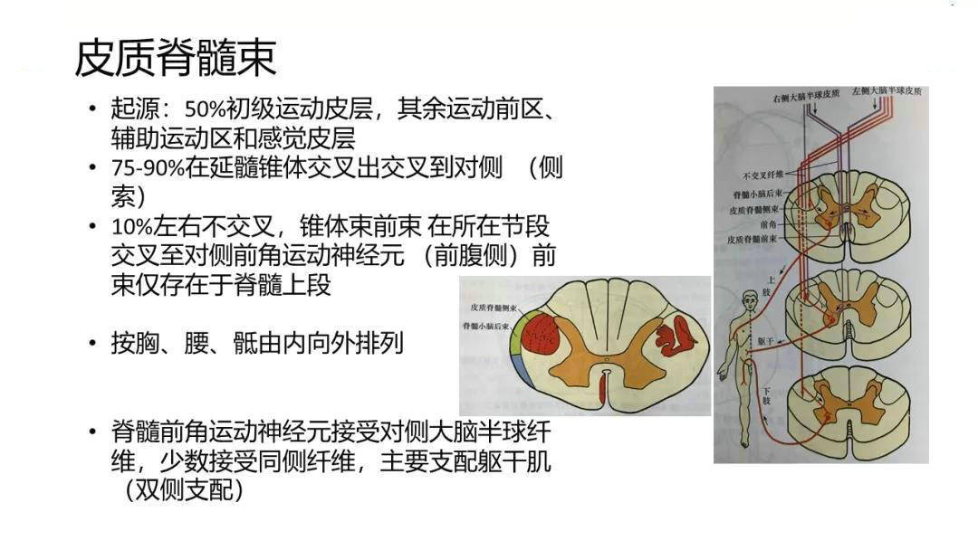 实用脊髓的解剖和定位诊断