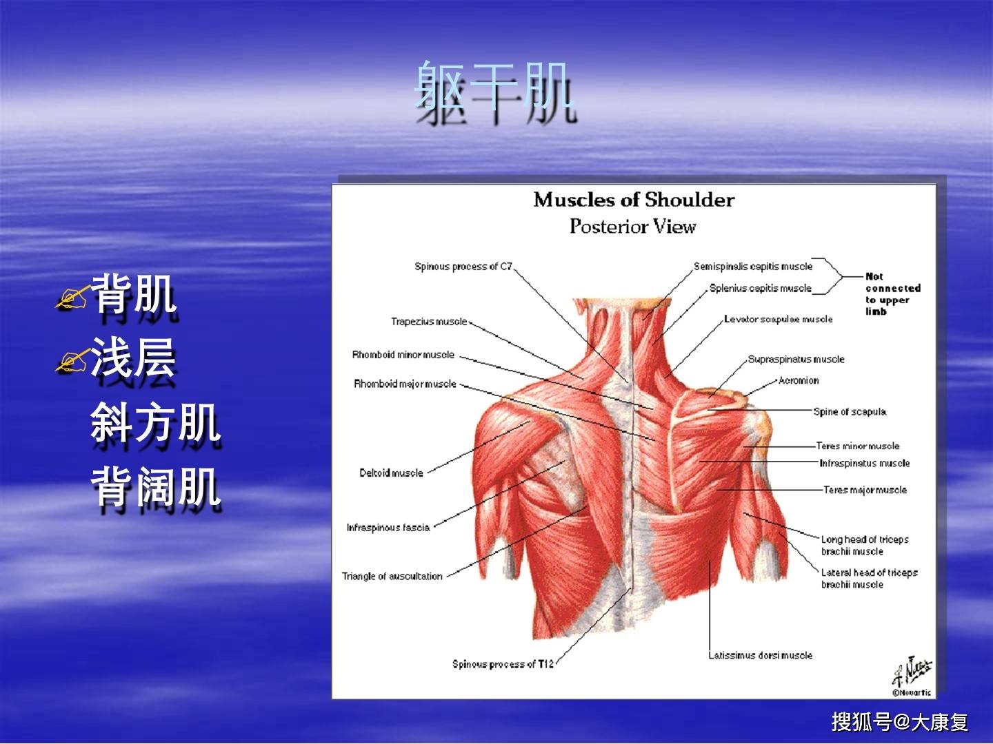 上肢关节与运动关节的肌肉