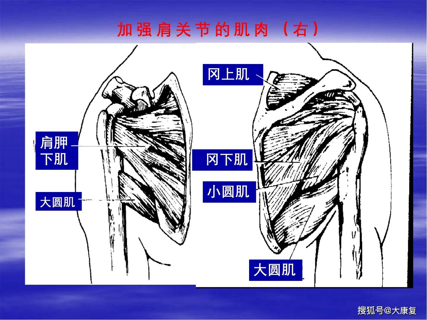 上肢关节与运动关节的肌肉