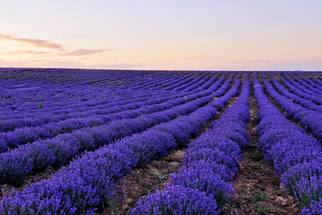 每年五六月份,伊犁河谷的上万亩薰衣草在初夏的阳光下吐露芬芳,紫色