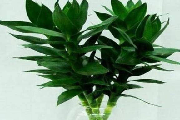 龟背竹水培怎么才能枝叶茂盛 efc0eae1eb2c40ed9d884d3ef68c664a.jpeg