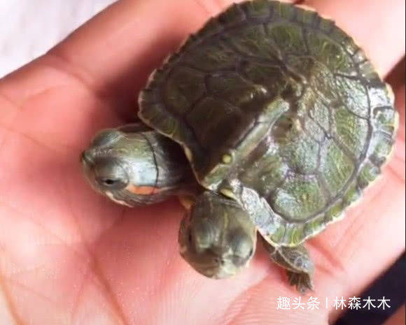 宠物龟排名_宠物龟的品种大全图片(2)