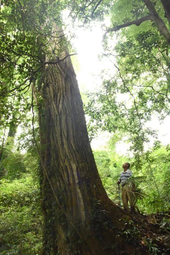 生境与分布青钱柳系胡桃科青钱柳属植物,又名青钱李,山麻柳,摇钱树