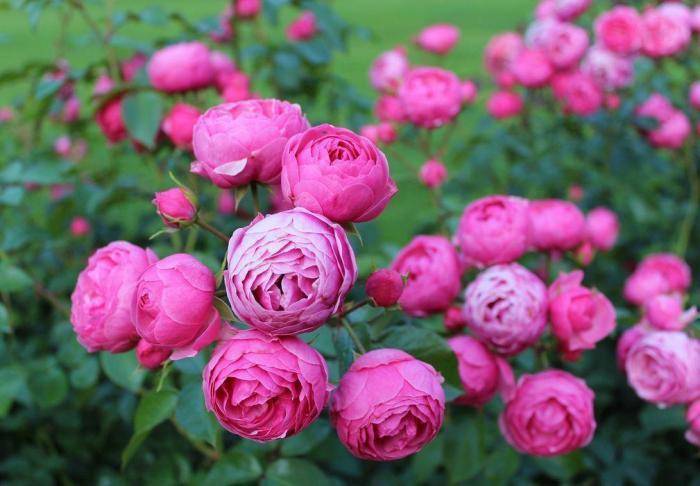 怎么养花才能养得好玫瑰 1a48d0a361f441cd9c41cedc02dc4c2a.jpeg