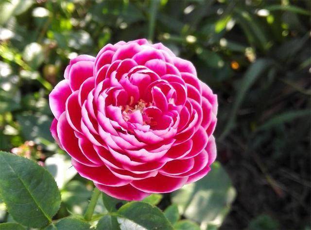 月季花怎么养得壮 dcd315432fdb4d82949f419d76bd6903.jpeg
