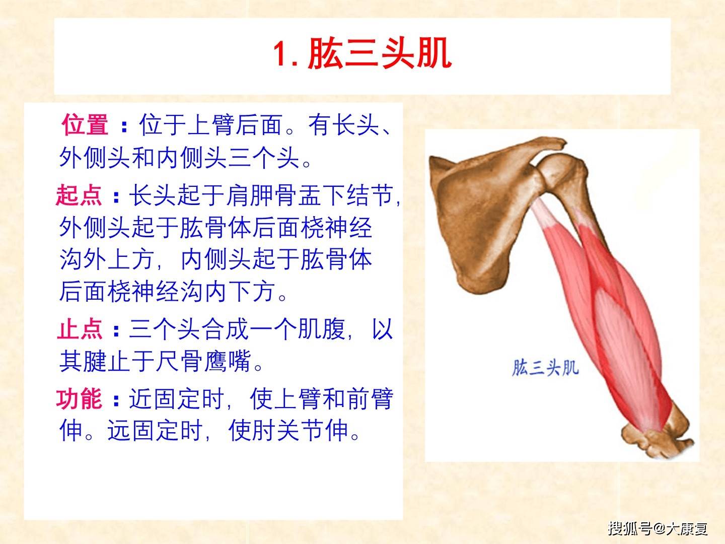 人体解剖-骨骼肌-上肢肌