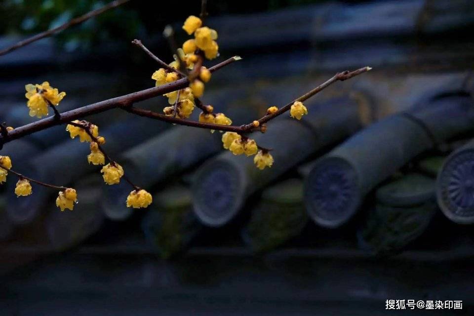 怎么描述冬日的梅 3453ea23fec6492087e2d32e9c141d67.jpeg