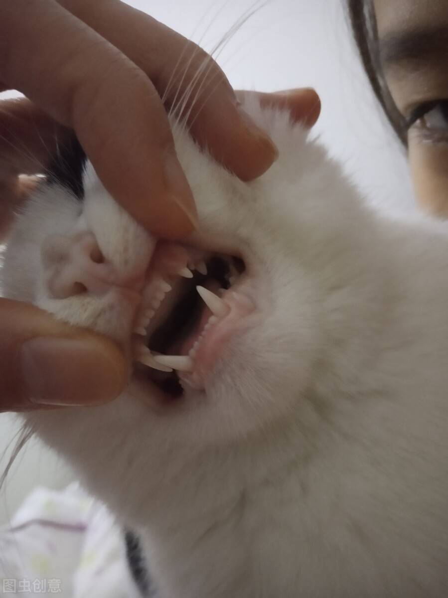 小猫换牙怎么办?铲屎官不用慌,做好这7点就够了_手机搜狐网
