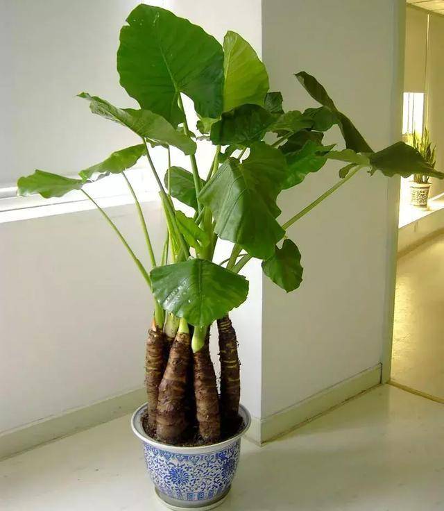 龟背竹怎么浇水浇多了 b7e3cb8d5d8b4d6ab749b0b39b9e1cff.jpeg