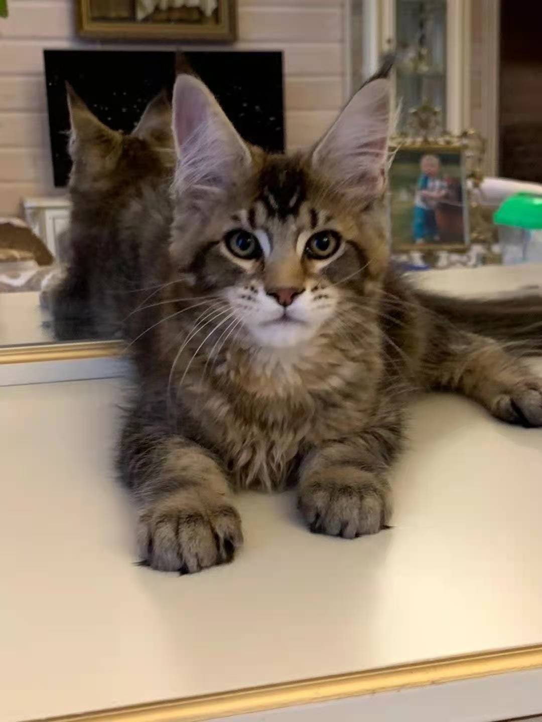 猫咪吃什么猫粮发胖 ecf33db0c77b46c3821de3a2b5b68287.jpeg