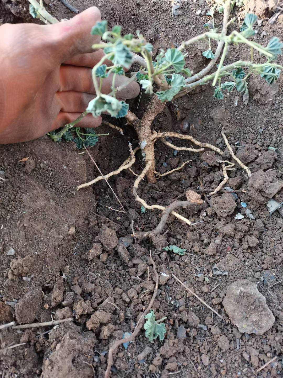 跟着中医挖药材,土黄芪和马兜铃,洋镐都使坏了