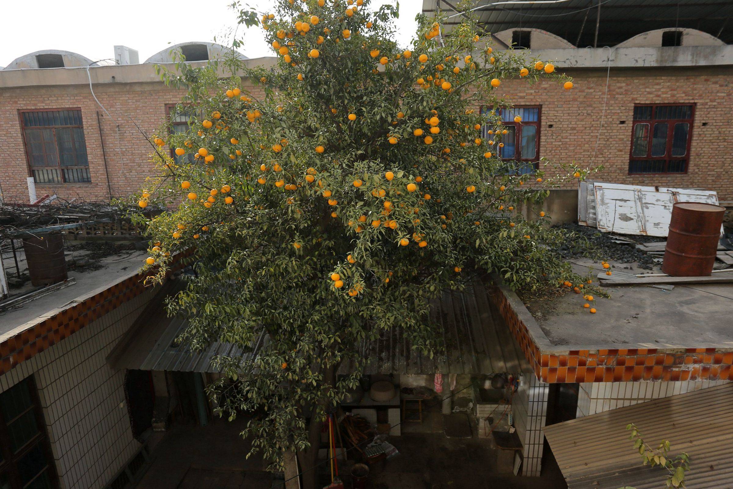 寒冬季,山西大叔家30年生橘子树,枝头果实累累能结500斤