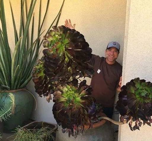 多肉怎么长粗不长高 da42a98bac43477193802ac4c67fe983.jpeg