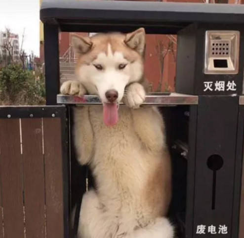 寵主將二哈放在垃圾桶旁，上完廁所出來，眼前一幕讓他哭笑不得 萌趣萌寵 第4张