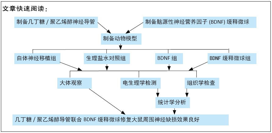 几丁糖/聚乙烯醇导管联合脑源性神经营养因子缓释微球