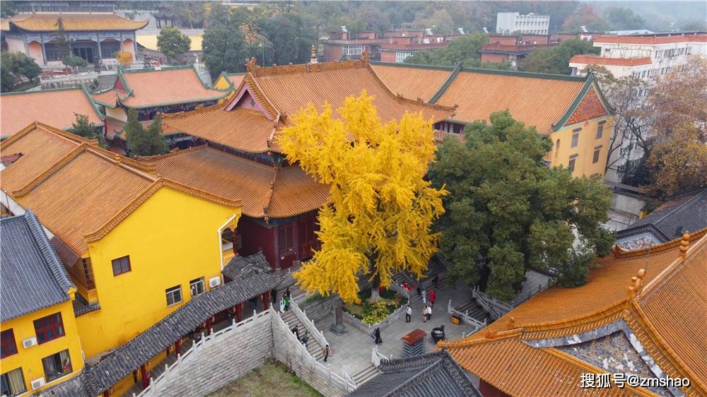 宝通寺百年银杏黄金甲