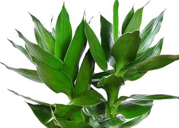 富贵竹几支有讲究吗 53db3254744d43aa991e59a6fad82048.jpeg