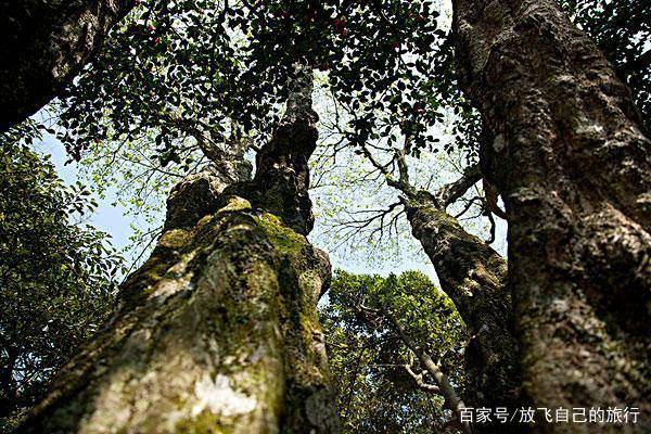 中国最珍惜的两棵树，一棵武警24小时把守，一棵称为“地球独子”