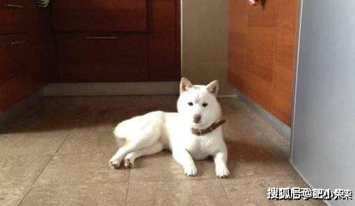 白色柴犬什么价格?