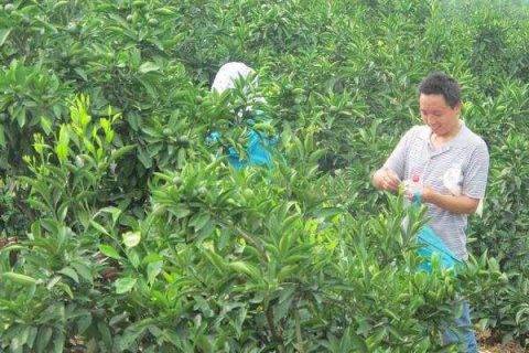 给树施肥用什么肥最好 30e06a505deb4f2bb6b1edaa96221f3c.jpeg